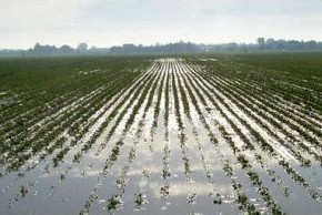 Agricoltura. Dopo il 'non inverno', stiamo vivendo la 'non estate' In Valdinievole/Padule si contano i danni agli ortaggi e ai cereali
