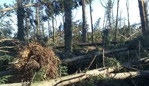 Cia Pistoia chiede alla Provincia un tavolo d’emergenza per semplificare e alleggerire le risistemazioni dei boschi