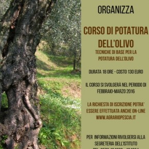 L'Istituto Agrario "Anzilotti" di Pescia organizza il corso di tecniche base di potatura dell'olivo