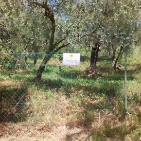 Seminario (gratuito) organizzato da Cia Pistoia il 5 maggio all’Istituto agrario Anzilotti di Pescia  “Agricoltura micronaturale nell’oliveto”: le nuove tecniche di coltivazione e difesa degli ulivi