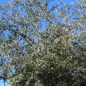 POCHI FRUTTI SUGLI ULIVI, MA SI TEMEVA PEGGIO     Alla vigilia della raccolta delle olive la ricognizione di Coldiretti Pistoia     Calo medio del 50%, ottima la qualità
