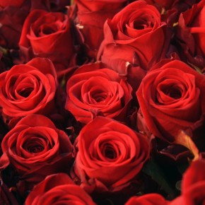 Per San Valentino al Mefit oltre due milioni di rose