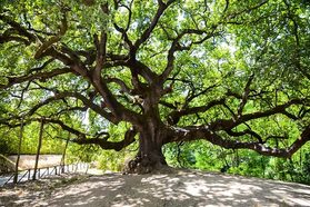 Escursione CAI 29 luglio 2018 La quercia delle streghe e il paese di Montecarlo