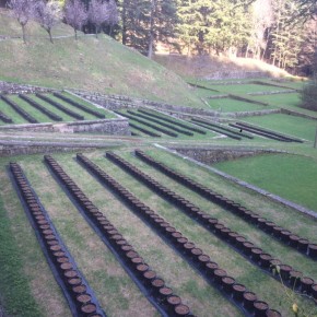 APPUNTAMENTO. Festa 'Di more, lamponi, mirtilli e... stelle cadenti'     Il 10 agosto sulla montagna pistoiese si inaugura l'azienda agricola 'La Foresta del Teso'