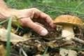 Pescia , due persone sanzionate per la raccolta di funghi nel giorno vietato   Giurlani “Lo avevamo annunciato, verificheremo il rispetto delle ordinanze”