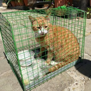 PESCIA, GIURLANI COLLABORA AL SALVATAGGIO DI UN GATTINO           ENTRA ANCHE IL WWF NELLA CONSULTA PER GLI AFFARI ANIMALI