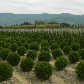 Confagricoltura Pistoia replica alle accuse ai vivaisti dopo il report sulle acque di Arpat  In un distretto produttivo, per quanto agricolo, non si possono avere dati da parco naturale