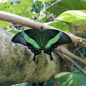 Collodi, Casa delle Farfalle: sono tornati a volare  i colorati esemplari tropicali ed equatoriali