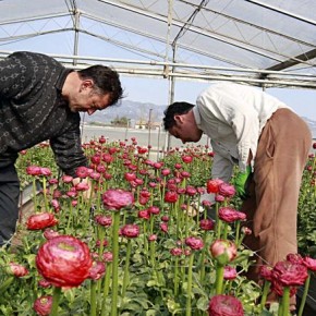 Dalla Regione Toscana in arrivo contributi per migliaia di euro per le aziende floricole di Chiesina Uzzanese.