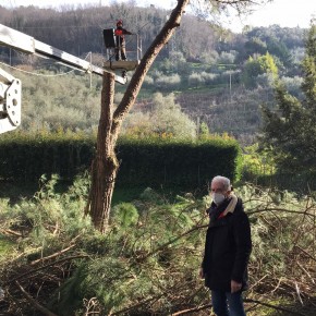 Pescia, si lavora sugli alberi pericolosi e parte la riqualificazione del parco di via Nieri.