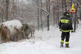 EMERGENZA NEVE. Bovini e pecore a rischio  Strade bloccate e tetti di stalle appesantiti dalla troppa neve  Coldiretti: mettere immediatamente in campo tutte le risorse disponibili