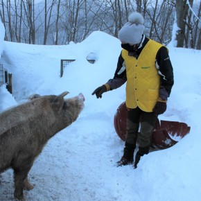 L’EMERGENZA NEVE SULLA MONTAGNA PISTOIESE CONTINUA     Le difficoltà per nutrire bovini, ovini e suini  Coldiretti: È ORA DI AIUTARE I CUSTODI DEL TERRITORIO