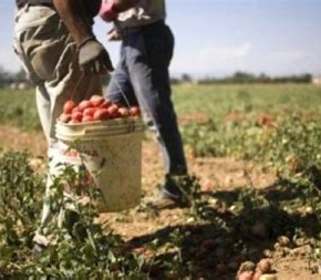 Bonus Covid di 800 euro per operai agricoli a tempo determinato:  rivolgersi ad Epaca-Coldiretti