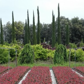 BIODIVERSITÀ: IL CONTRIBUTO DEL GIARDINO D’ITALIA  A PISTOIA OLTRE 2000 VARIETÀ DI PIANTE:  ornamentali, cultivar di olivi, fronde e fiori recisi     COLDIRETTI: PRODUCIAMO OSSIGENO E BELLEZZA     Domani, 22 maggio, Giornata mondiale della biodiversità