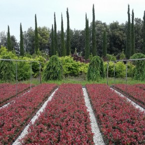 COVID: COLDIRETTI, 7 ITALIANI SU 10 A CACCIA DI PIANTE NEI VIVAI  E’ VERDE-MANIA CON +33% EXPORT MADE IN ITALY NEL MONDO