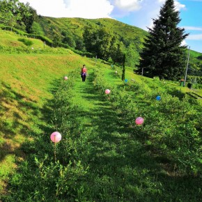 ECCELLENZE MONTANE. In piena raccolta merli e ghiandaie (e topi) fanno razzia di lamponi, fragole e mirtilli  Anche i palloncini per difendere i piccoli frutti  COLDIRETTI: tante piccole filiere d’eccellenza e infrastrutture per dare futuro alla montagna