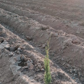 Dopo la siccità. Ladri di cipressi nei vivai pistoiesi: rubate 6000 piante appena messe a dimora     Coldiretti: danni ingenti