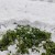 erba-medica-sotto-neve-abetone-cutigliano