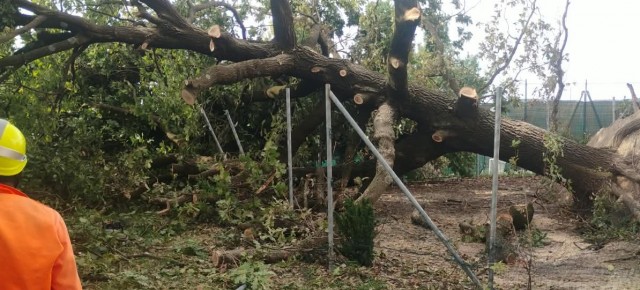 Pistoia. Verde pubblico e sicurezza: proseguono i sopralluoghi e gli interventi in tutta la città dopo l’ondata di maltempo Pistoia. Verde pubblico e sicurezza: proseguono i sopralluoghi e gli interventi in tutta la città dopo l’ondata di maltempo