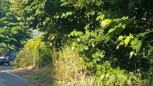 Sfalci sulle strade provinciali, Melosi: “Così non basta. La Provincia deve assumersi le proprie responsabilità” Sfalci sulle strade provinciali, Melosi: “Così non basta. La Provincia deve assumersi le proprie responsabilità”