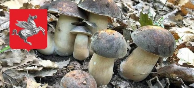 RACCOLTA FUNGHI: divieti per la tutela dell’ambiente e contro la peste suina Dettagli della notizia Divieto nei giorni di martedi per i non residenti e venerdì per tutti RACCOLTA FUNGHI: divieti per la tutela dell’ambiente e contro la peste suina Dettagli della notizia Divieto nei giorni di martedi per i non residenti e venerdì per tutti