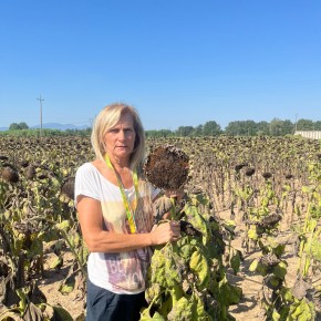 I PICCIONI SI ‘MANGIANO’ IL 70% DELLA PRODUZIONE DI GIRASOLI IN VALDINIEVOLE  Coldiretti. senza interventi radicali si rischia di lasciare i terreni incolti e chiudere aziende. Anche grano e mais in difficoltà  Problemi, anche sanitari, per i cittadini