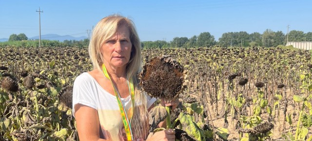 I PICCIONI SI ‘MANGIANO’ IL 70% DELLA PRODUZIONE DI GIRASOLI IN VALDINIEVOLE Coldiretti. senza interventi radicali si rischia di lasciare i terreni incolti e chiudere aziende. Anche grano e mais in difficoltà Problemi, anche sanitari, per i cittadini I PICCIONI SI ‘MANGIANO’ IL 70% DELLA PRODUZIONE DI GIRASOLI IN VALDINIEVOLE Coldiretti. senza interventi radicali si rischia di lasciare i terreni incolti e chiudere aziende. Anche grano e mais in difficoltà Problemi, anche sanitari, per i cittadini