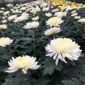 Defunti. Coldiretti: crisantemo forte contro i rincari, ma anche il polo floricolo di Pescia paga la crisi energetica  Prezzi al consumo in lieve aumento (+5%), ma per i floricoltori i costi di produzione volano fino al +50%