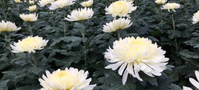 Defunti. Coldiretti: crisantemo forte contro i rincari, ma anche il polo floricolo di Pescia paga la crisi energetica  Prezzi al consumo in lieve aumento (+5%), ma per i floricoltori i costi di produzione volano fino al +50%